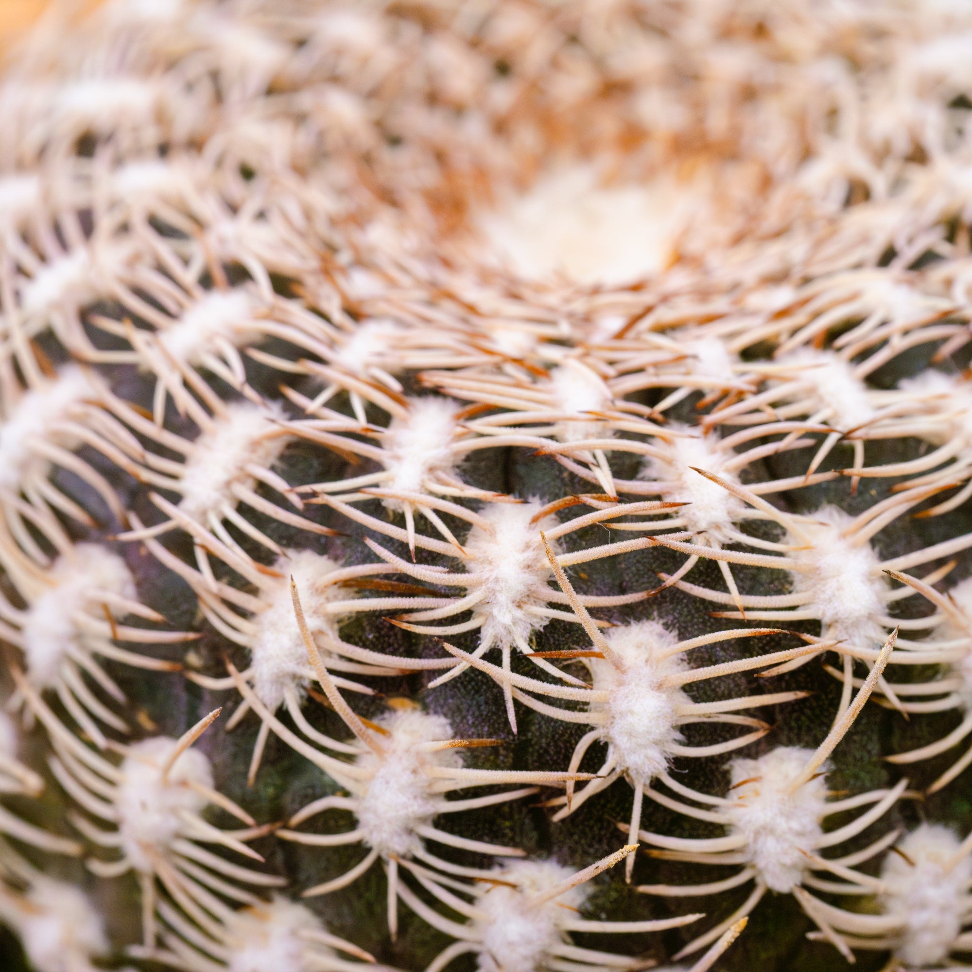Rebutia arenacea - Vivid Root