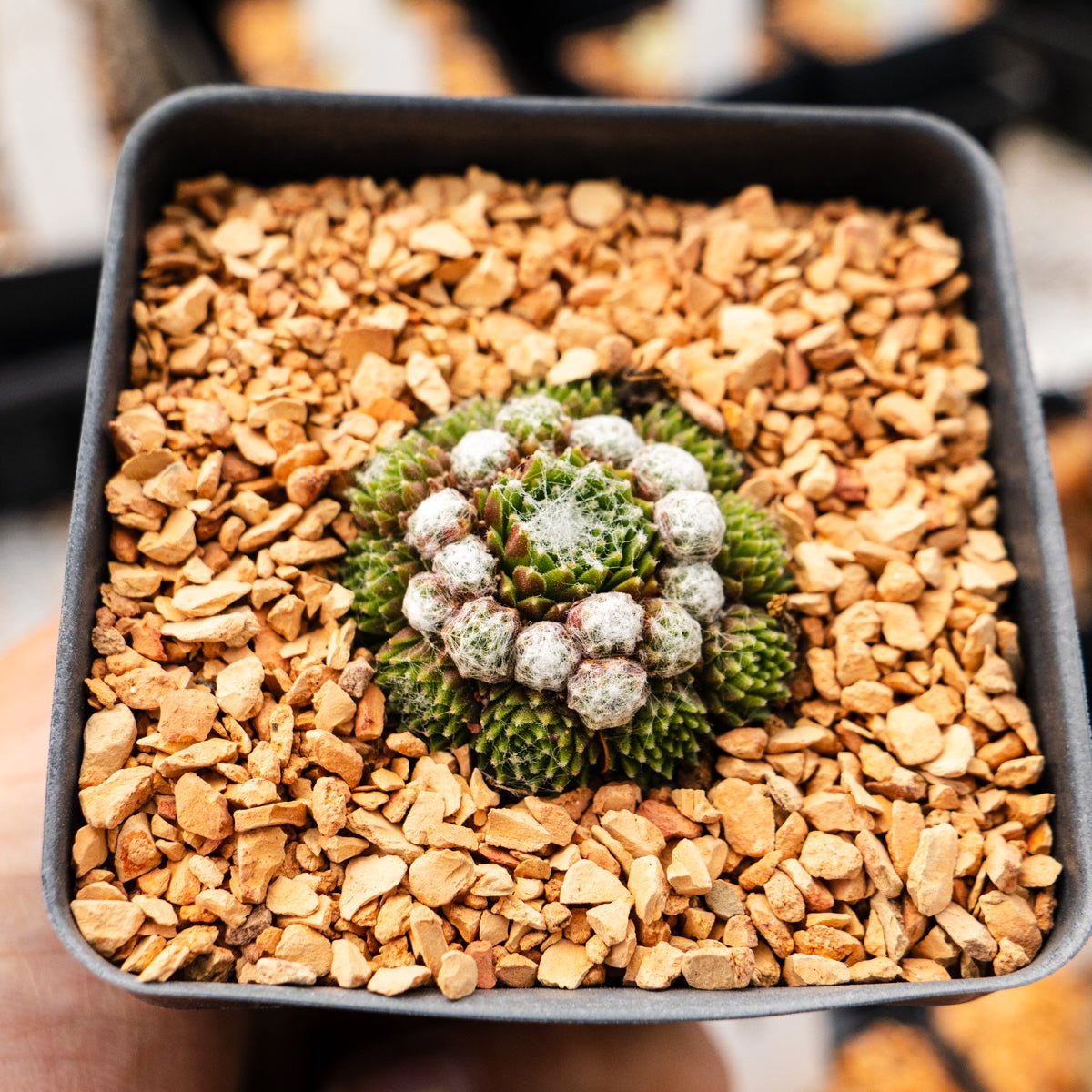 Sempervivum arachnoideum 'Minor' - Vivid Root