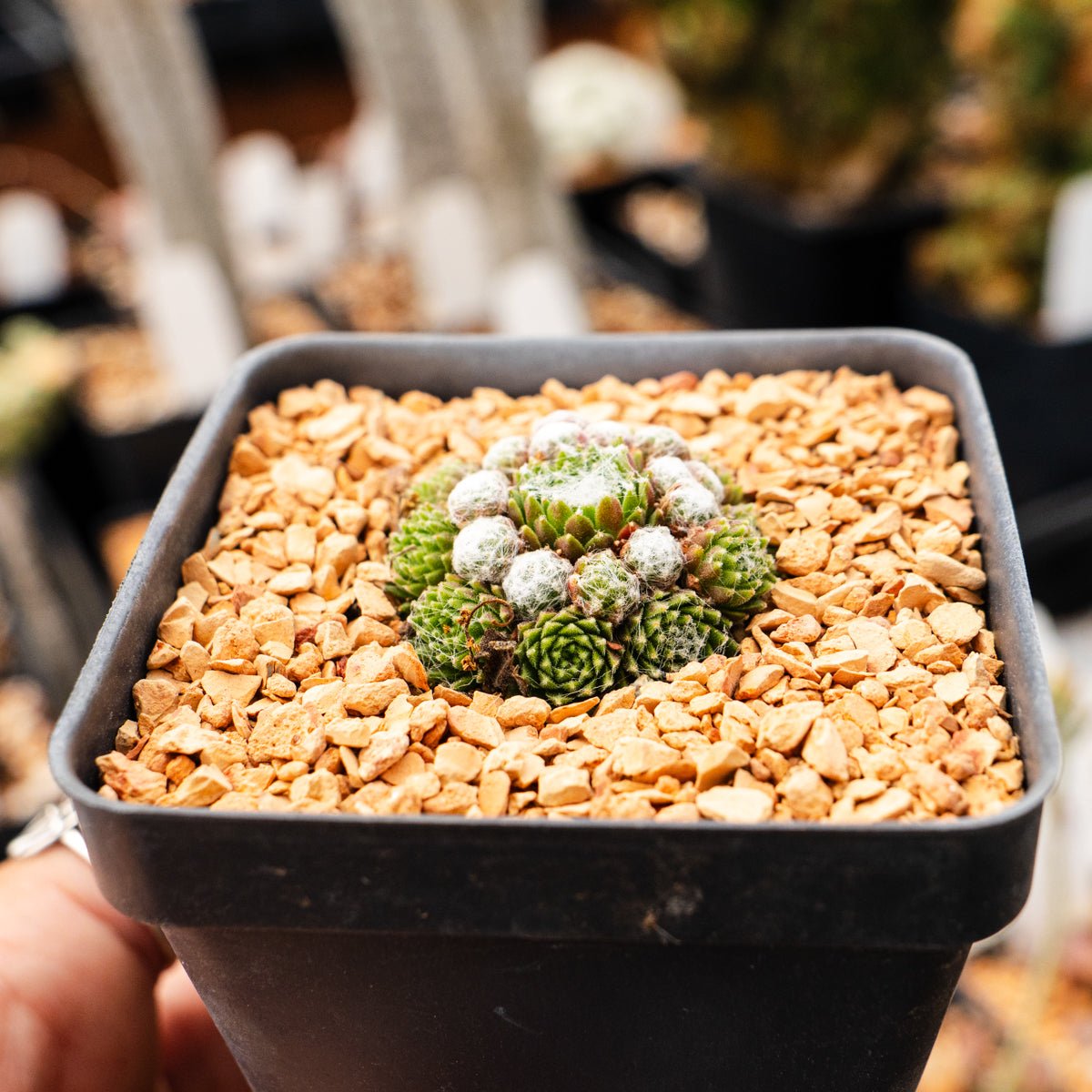 Sempervivum arachnoideum 'Minor' - Vivid Root