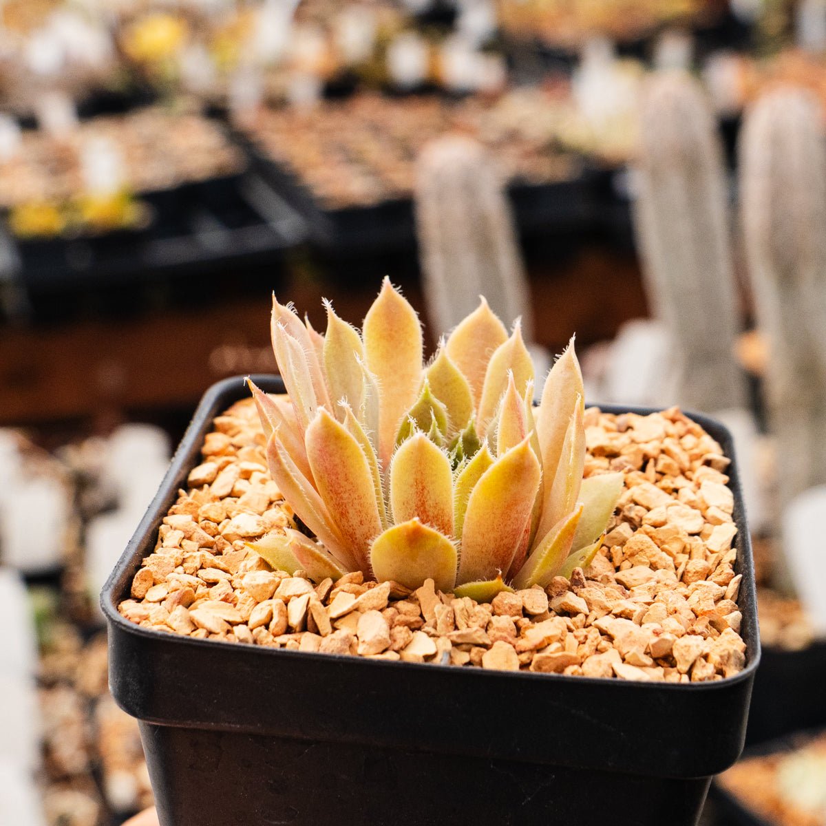 Sempervivum 'Spring Mist' - Vivid Root