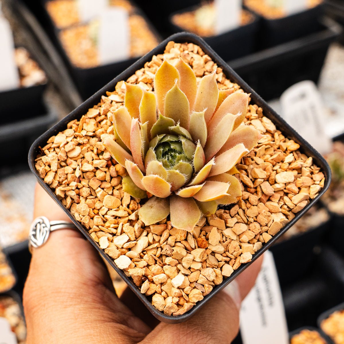 Sempervivum 'Spring Mist' - Vivid Root