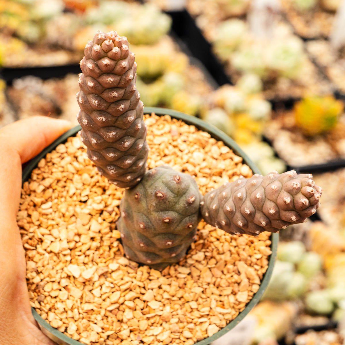 Tephrocactus articulatus var. diadematus - Spruce Cone Cactus - Vivid Root