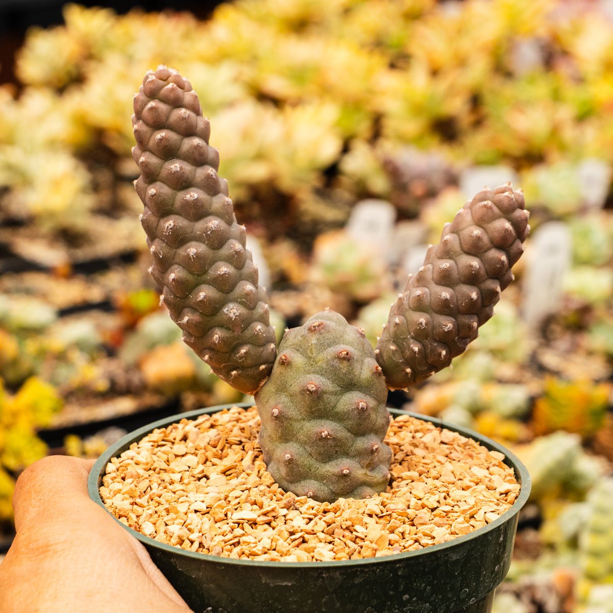 Tephrocactus articulatus var. diadematus - Spruce Cone Cactus - Vivid Root