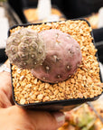 Tephrocactus geometricus (Black Spine Form) - Vivid Root