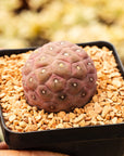 Tephrocactus geometricus (Black Spine Form) - Vivid Root