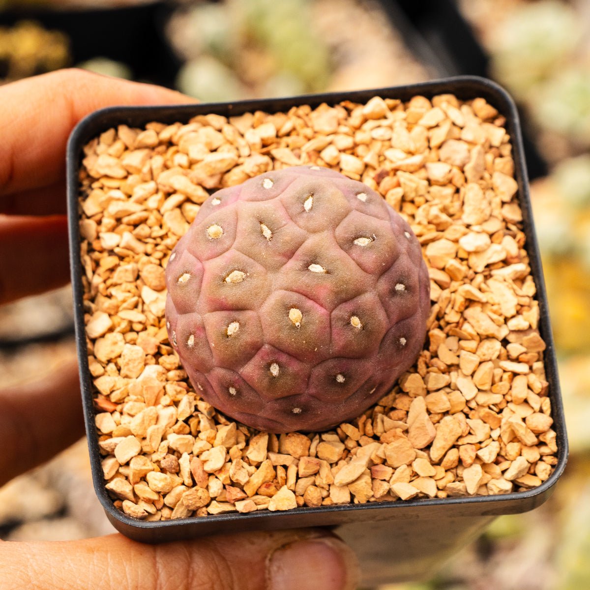 Tephrocactus geometricus (Black Spine Form) - Vivid Root