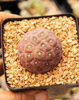 Tephrocactus geometricus (Black Spine Form) - Vivid Root