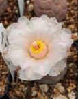 Tephrocactus geometricus (Black Spine Form) - Vivid Root