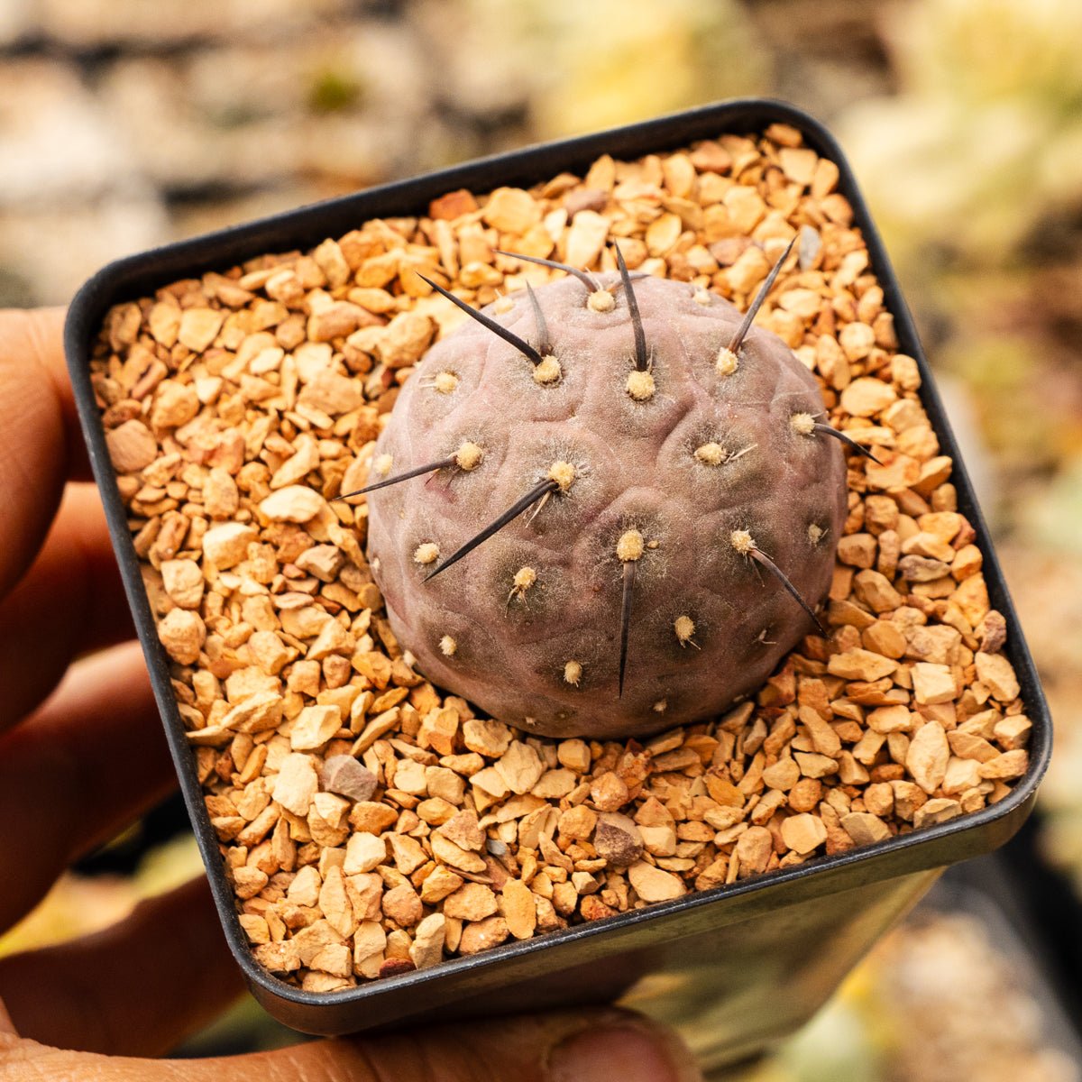 Tephrocactus geometricus (Black Spine Form) - Vivid Root