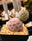 Tephrocactus geometricus (Black Spine Form) - Vivid Root