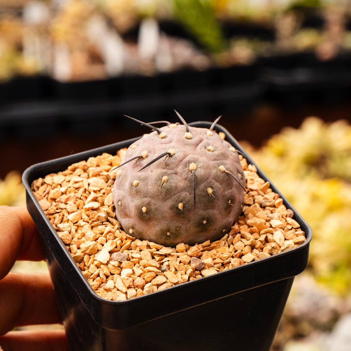 Tephrocactus geometricus (Black Spine Form) - Vivid Root