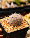 Tephrocactus geometricus (Black Spine Form) - Vivid Root