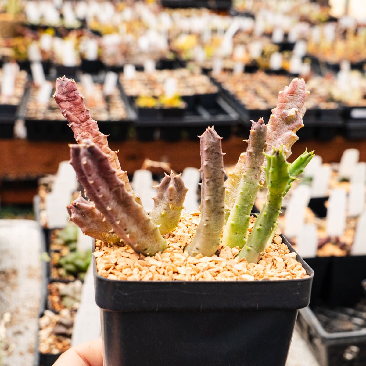 Tromotriche revoluta var. trigridia - Vivid Root