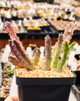Tromotriche revoluta var. trigridia - Vivid Root