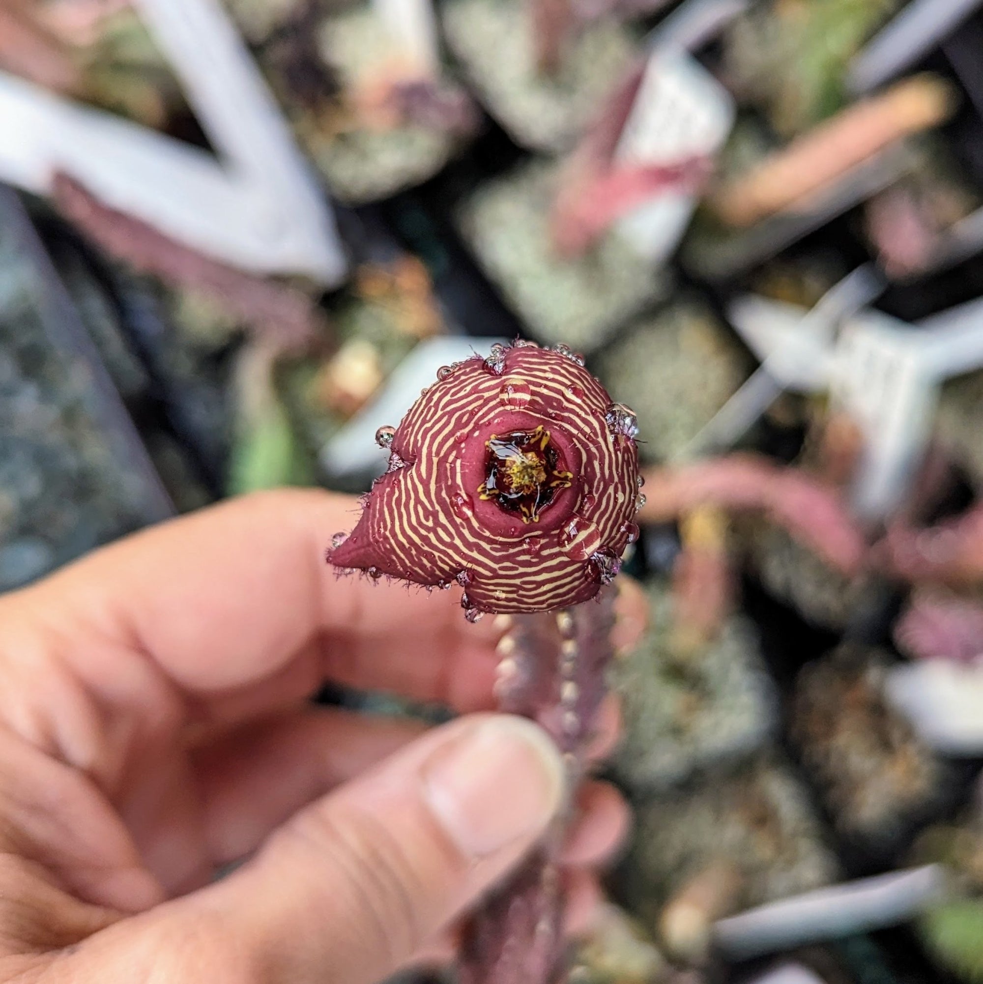 Tromotriche revoluta var. trigridia - Vivid Root