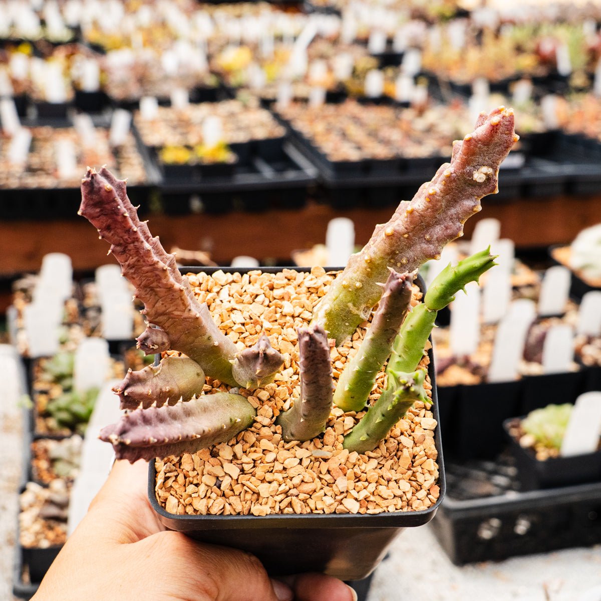 Tromotriche revoluta var. trigridia - Vivid Root