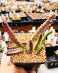 Tromotriche revoluta var. trigridia - Vivid Root