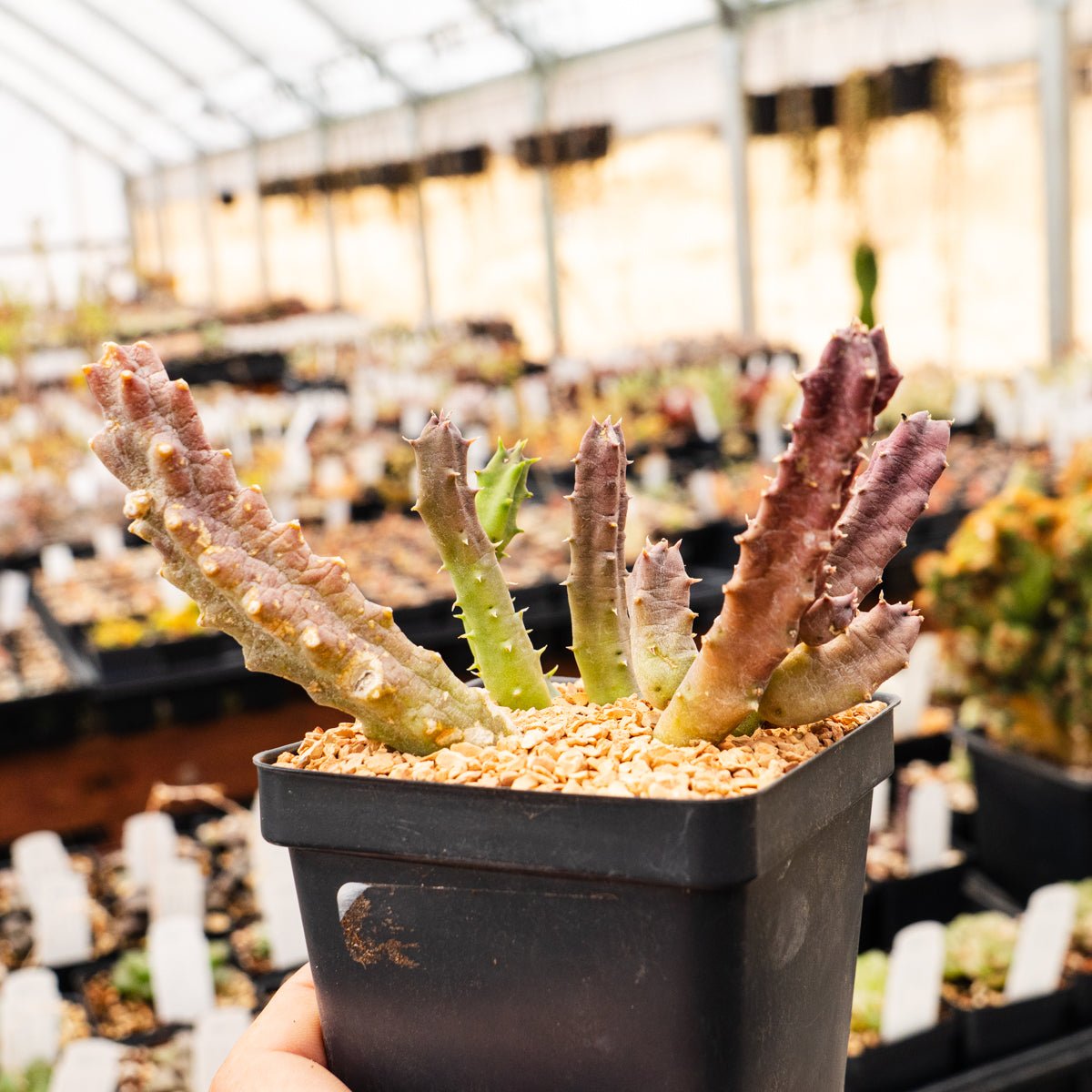 Tromotriche revoluta var. trigridia - Vivid Root