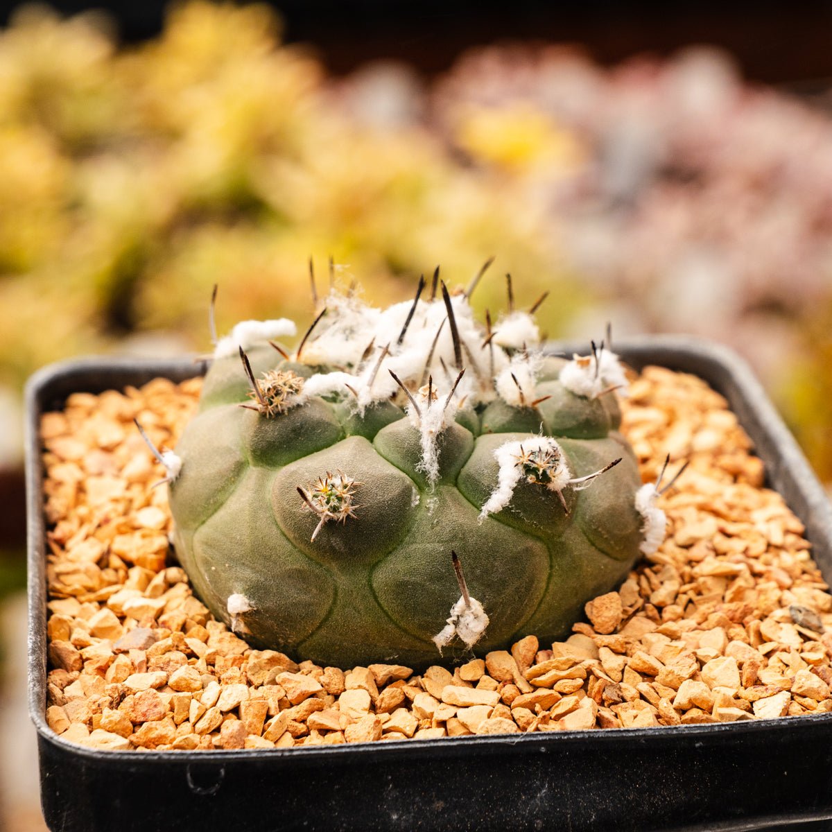 Tubinicarpus lophophoroides - Vivid Root