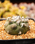 Tubinicarpus lophophoroides - Vivid Root