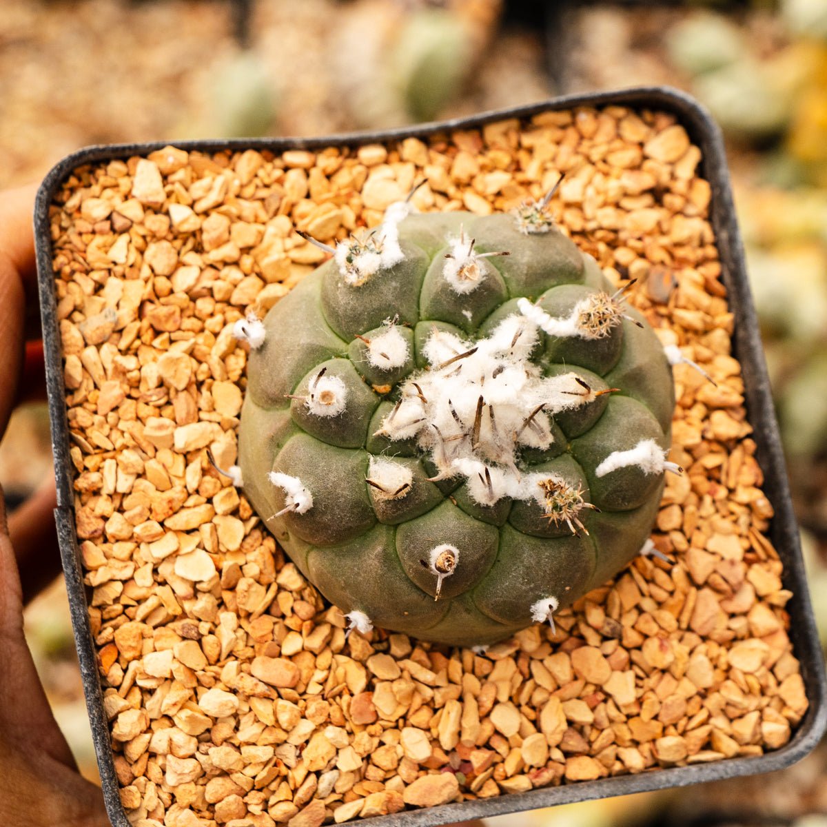 Tubinicarpus lophophoroides - Vivid Root