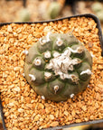 Tubinicarpus lophophoroides - Vivid Root
