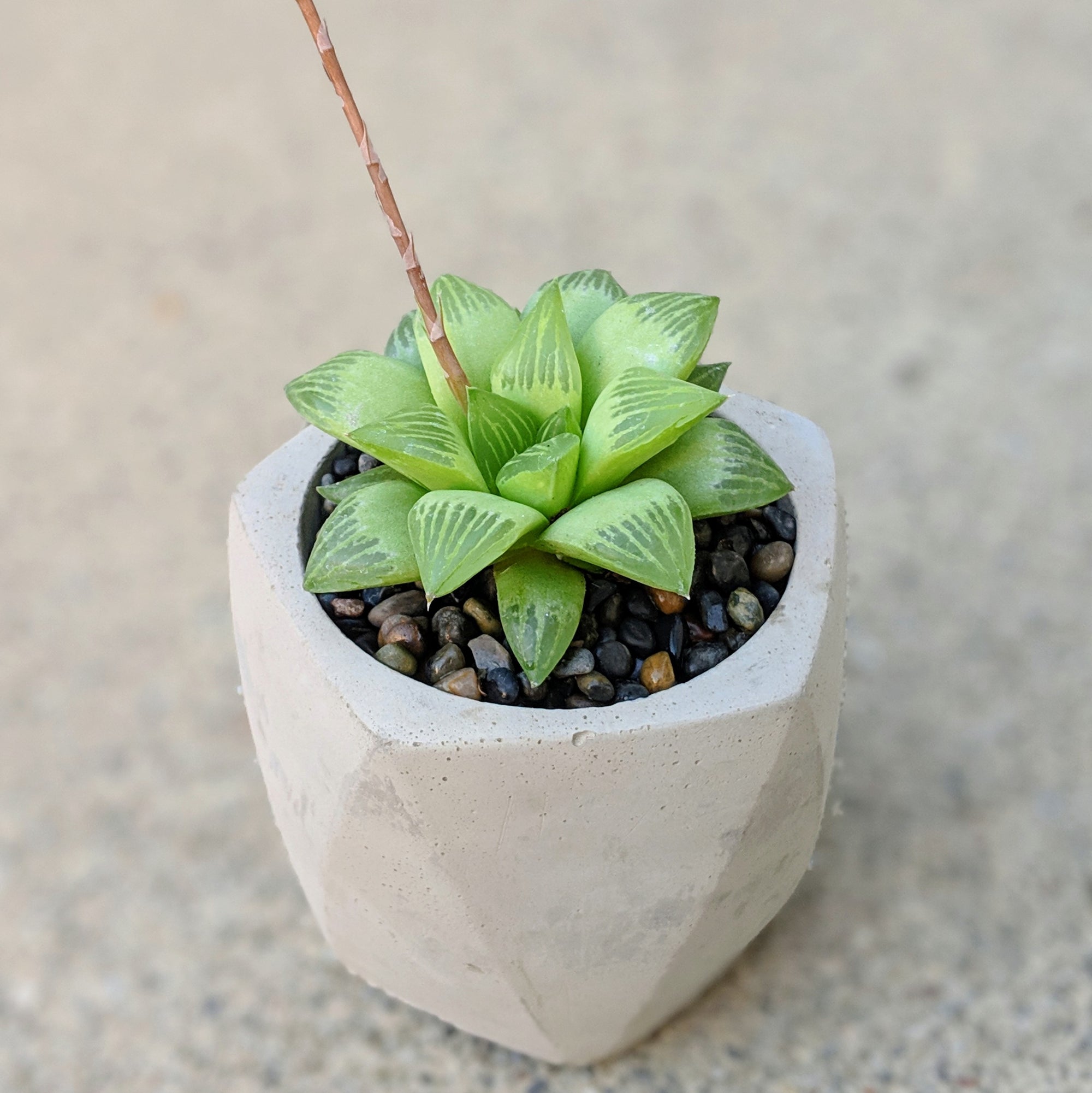 Haworthia turgida - Vivid Root