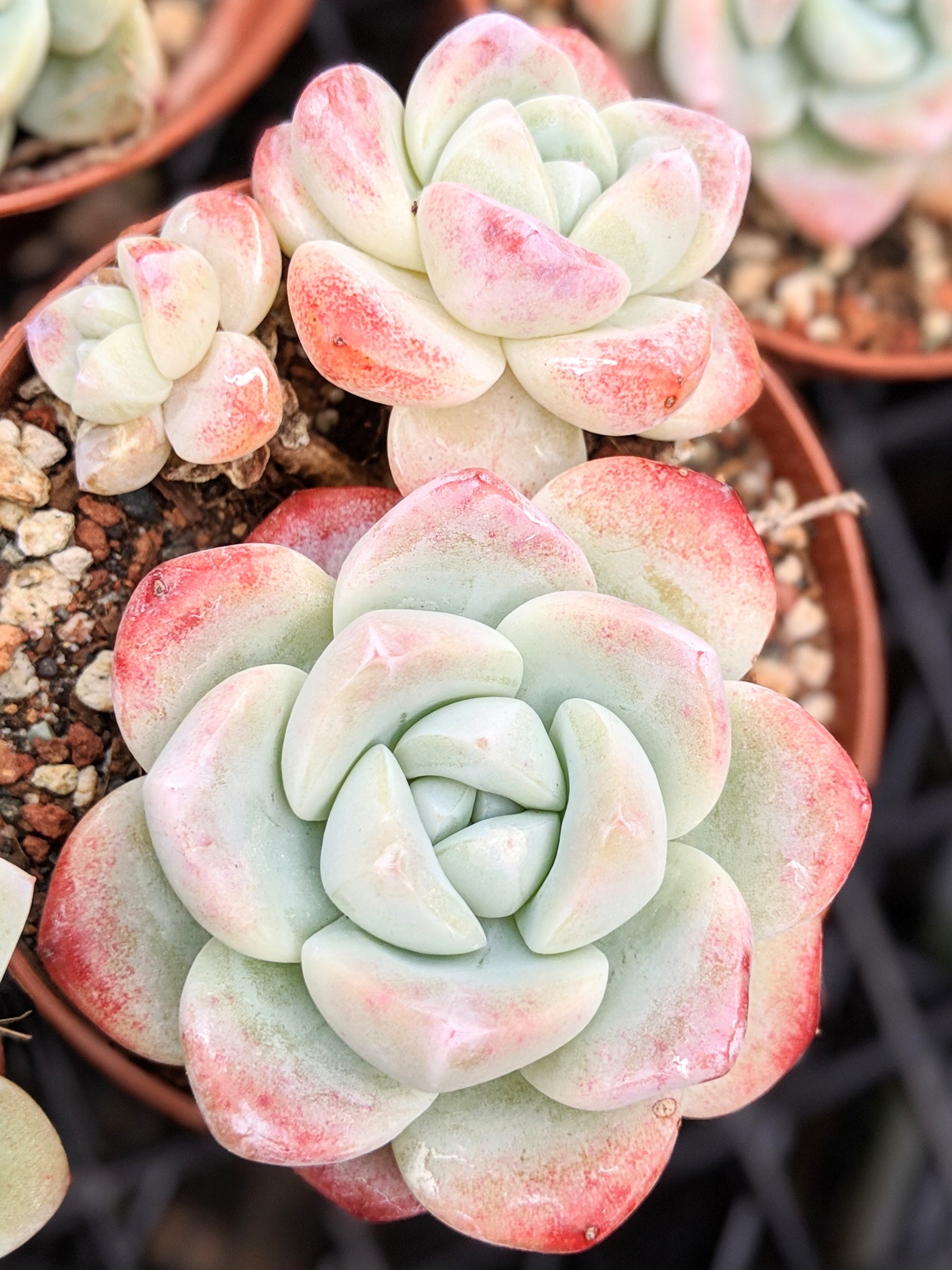 Echeveria 'Ice Green' - Vivid Root