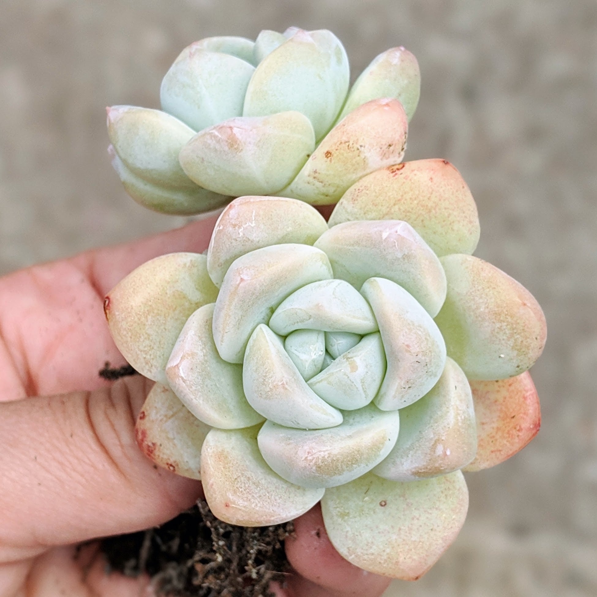 Echeveria 'Ice Green' - Vivid Root