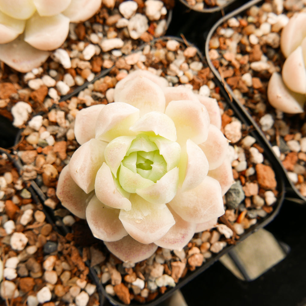 Echeveria elegans 'alba' - Vivid Root