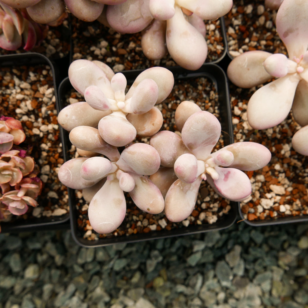 Graptopetalum amethystinum - Lavender Pebbles - Vivid Root