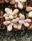 Graptopetalum amethystinum - Lavender Pebbles - Vivid Root