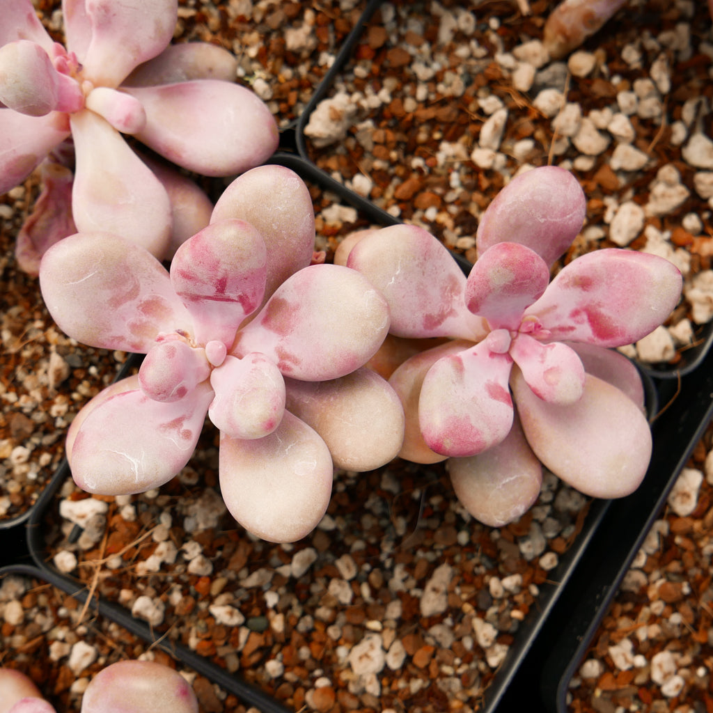 Graptopetalum amethystinum - Lavender Pebbles - Vivid Root