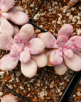 Graptopetalum amethystinum - Lavender Pebbles - Vivid Root