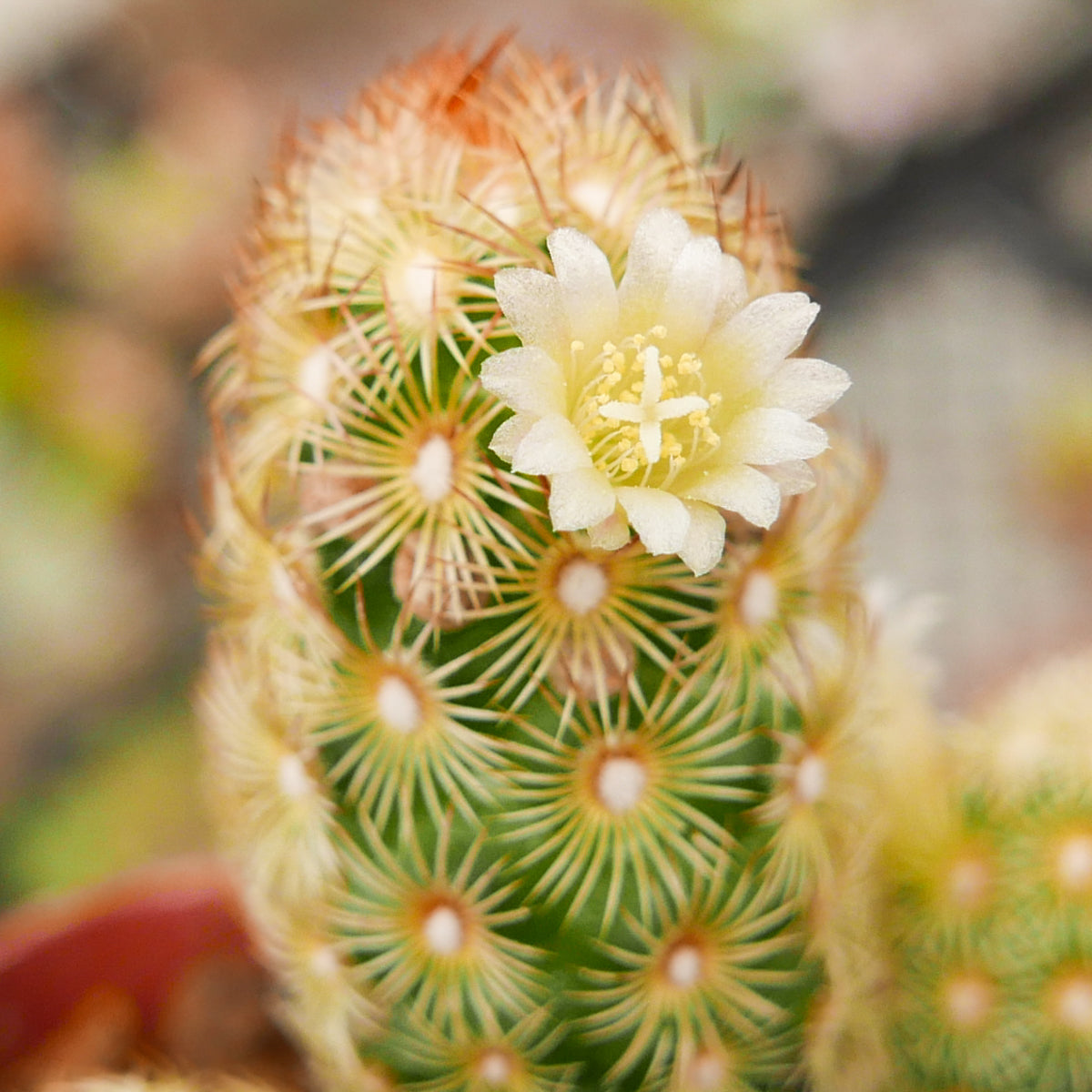 Mammillaria elongata 'Ladyfinger' - Vivid Root