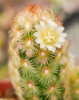 Mammillaria elongata 'Ladyfinger' - Vivid Root