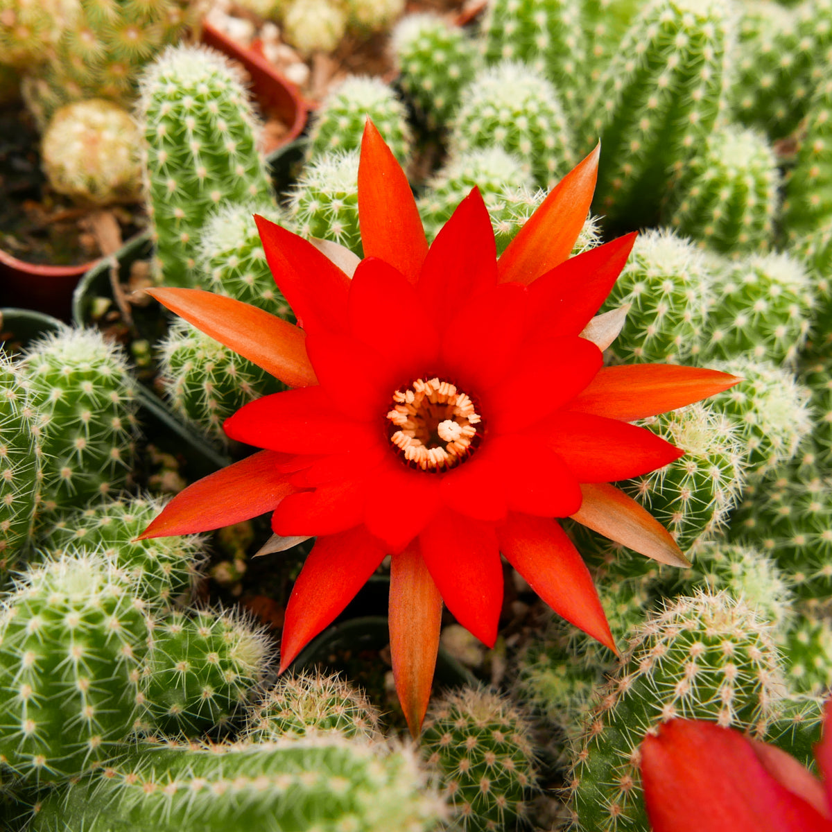 Echinopsis chamaecereus silvestrii - Peanut Cactus - Vivid Root