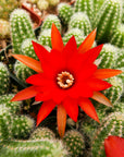 Echinopsis chamaecereus silvestrii - Peanut Cactus - Vivid Root