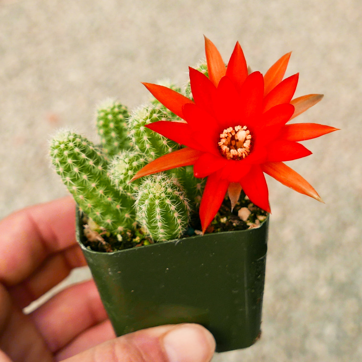 Echinopsis chamaecereus silvestrii - Peanut Cactus - Vivid Root