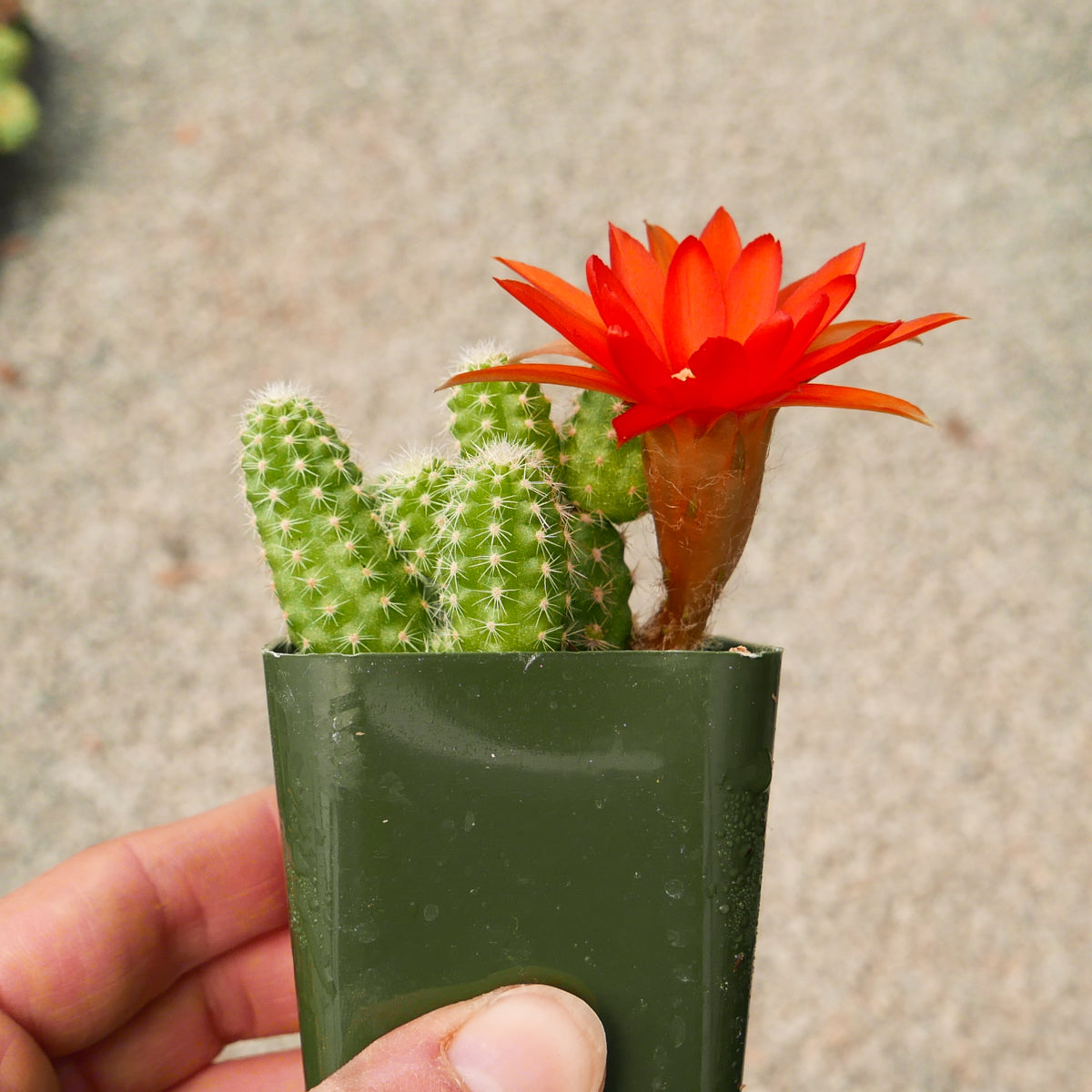 Echinopsis chamaecereus silvestrii - Peanut Cactus - Vivid Root