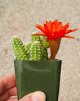 Echinopsis chamaecereus silvestrii - Peanut Cactus - Vivid Root