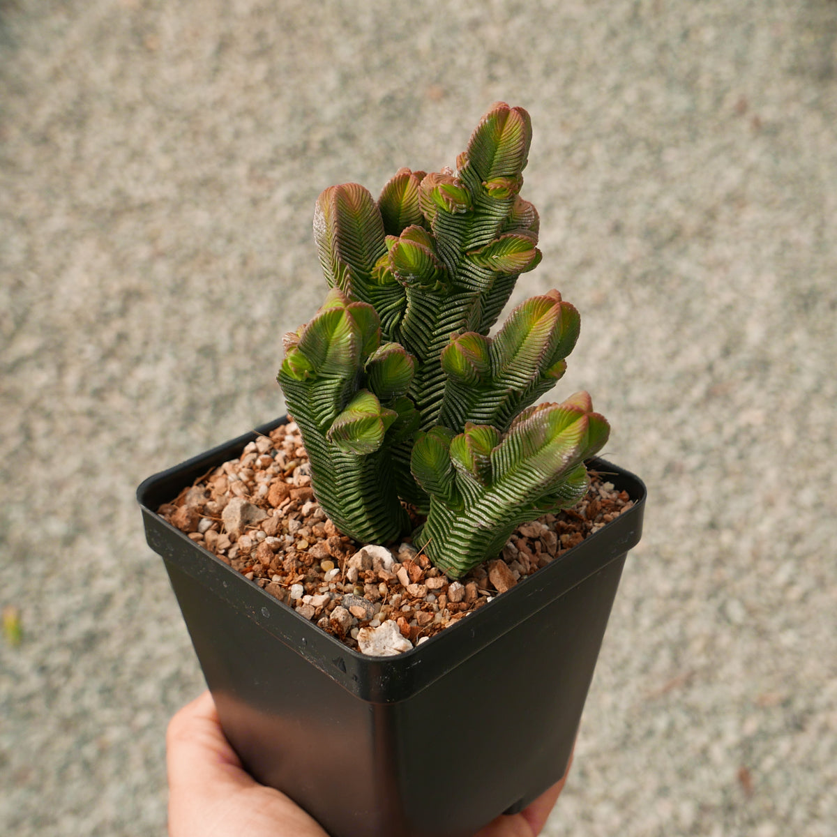 Crassula pyramidalis - giant branched - Vivid Root