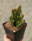 Crassula pyramidalis - giant branched - Vivid Root