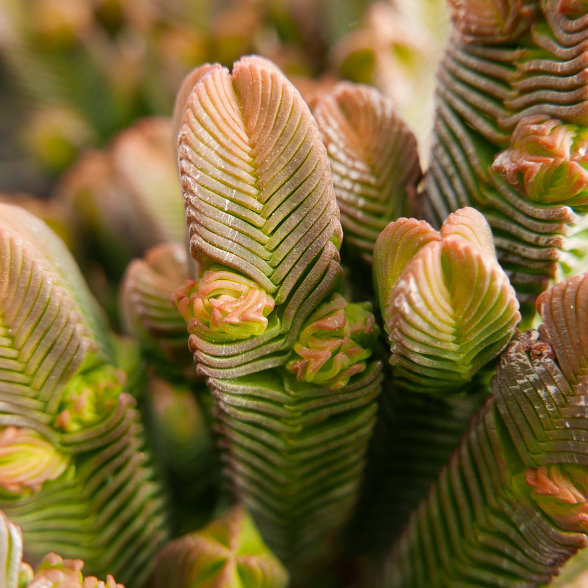 Crassula pyramidalis - giant branched - Vivid Root