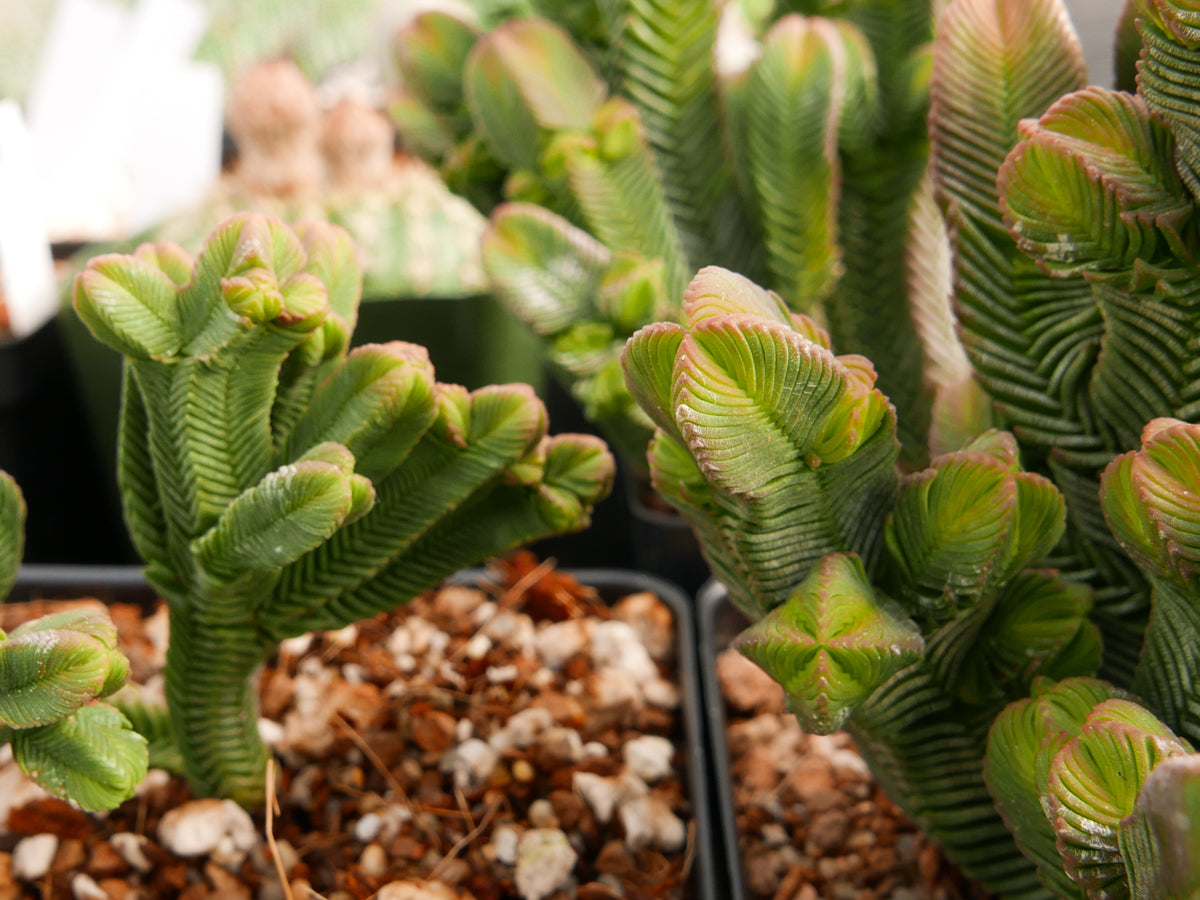 Crassula pyramidalis - giant branched - Vivid Root