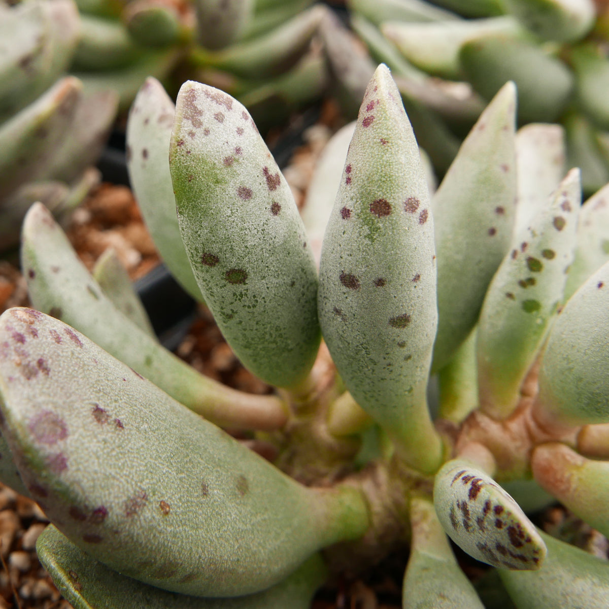 Adromischus cooperi SH 1900 - Vivid Root