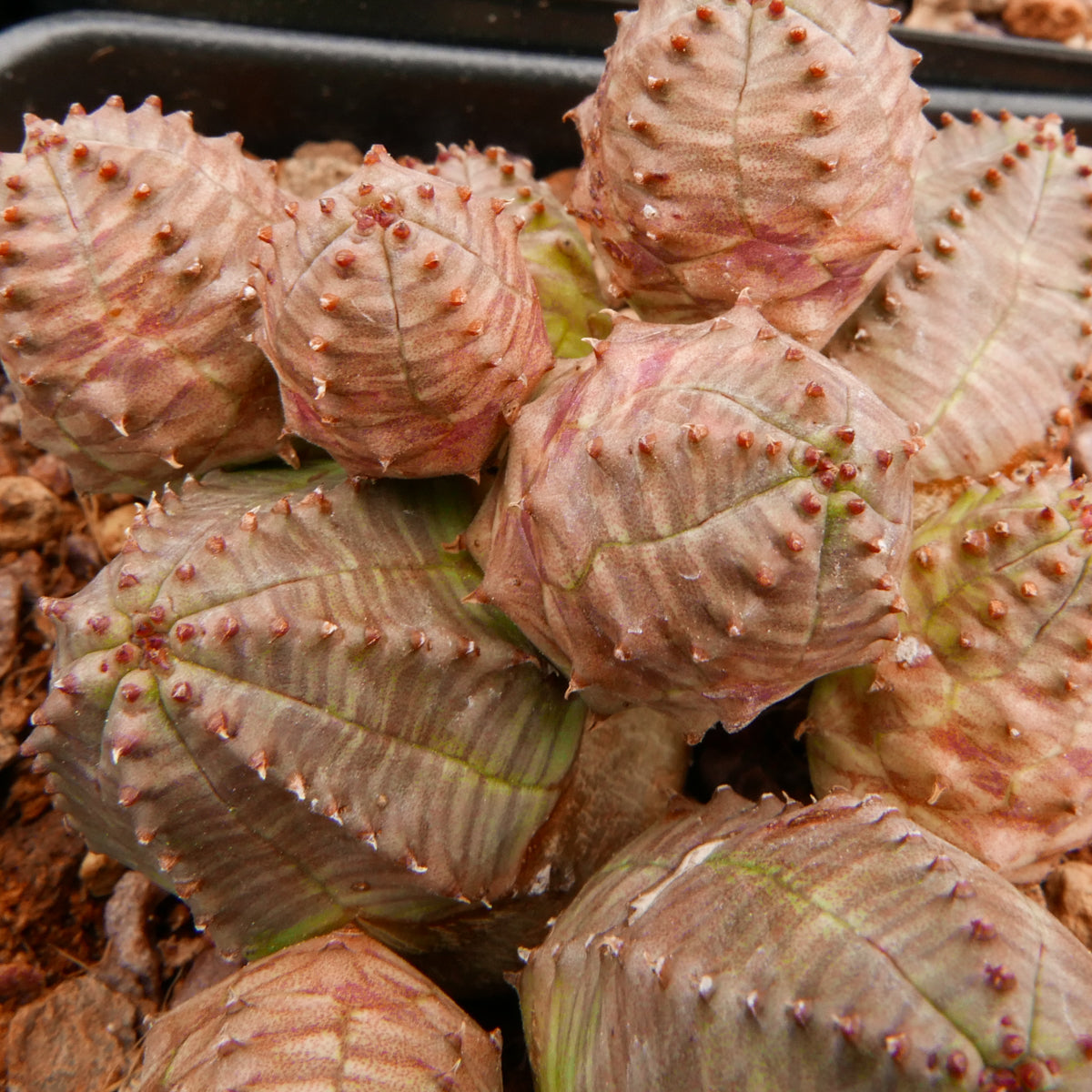 Euphorbia pseudoglobulosa - Vivid Root