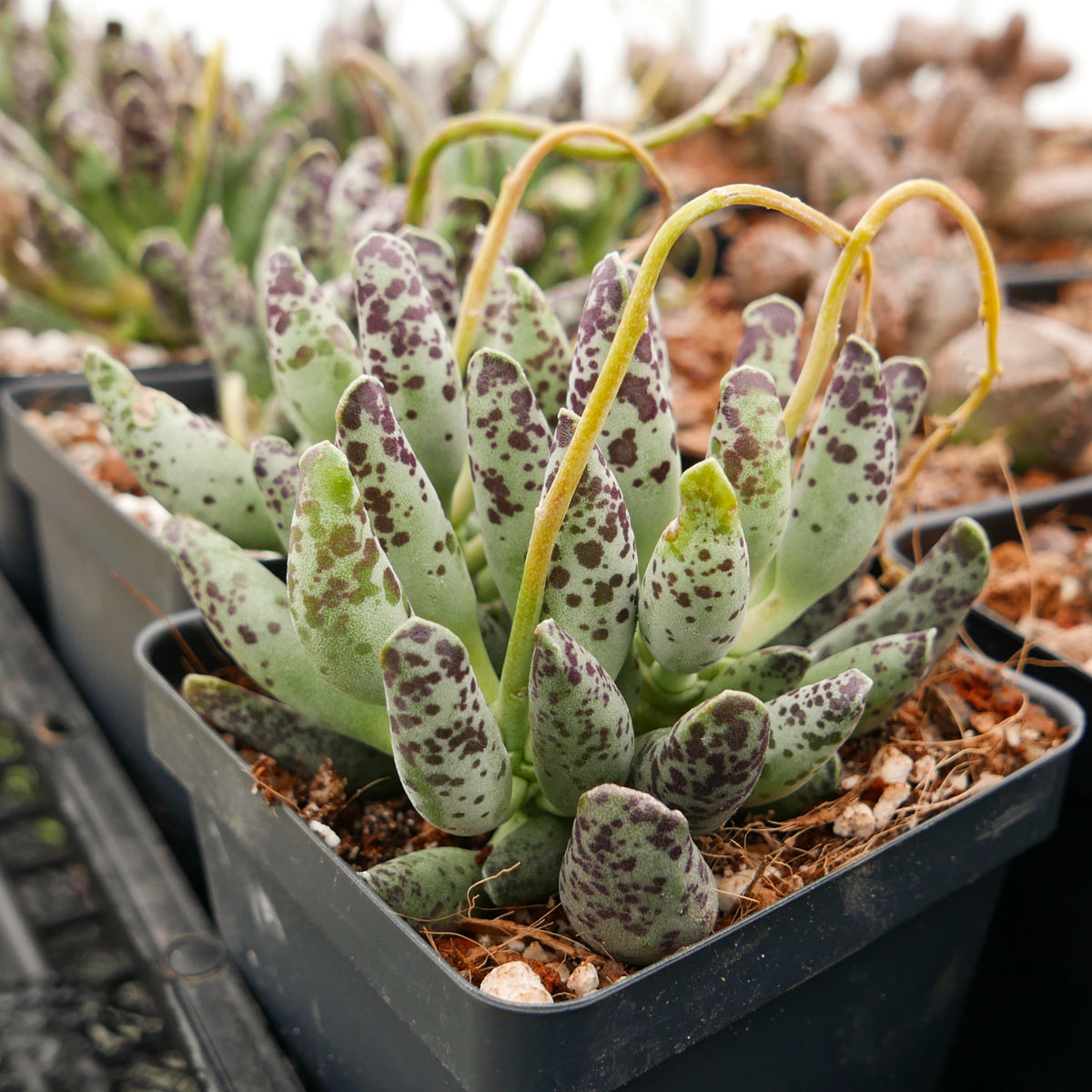 Adromischus cooperi 'Festivus' - Vivid Root