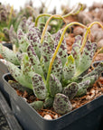 Adromischus cooperi 'Festivus' - Vivid Root