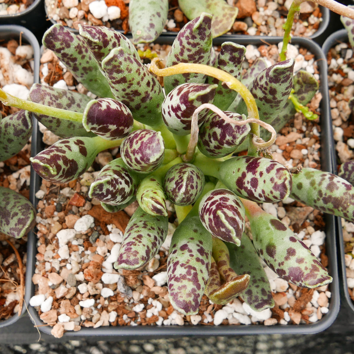 Adromischus cooperi 'Festivus' - Vivid Root